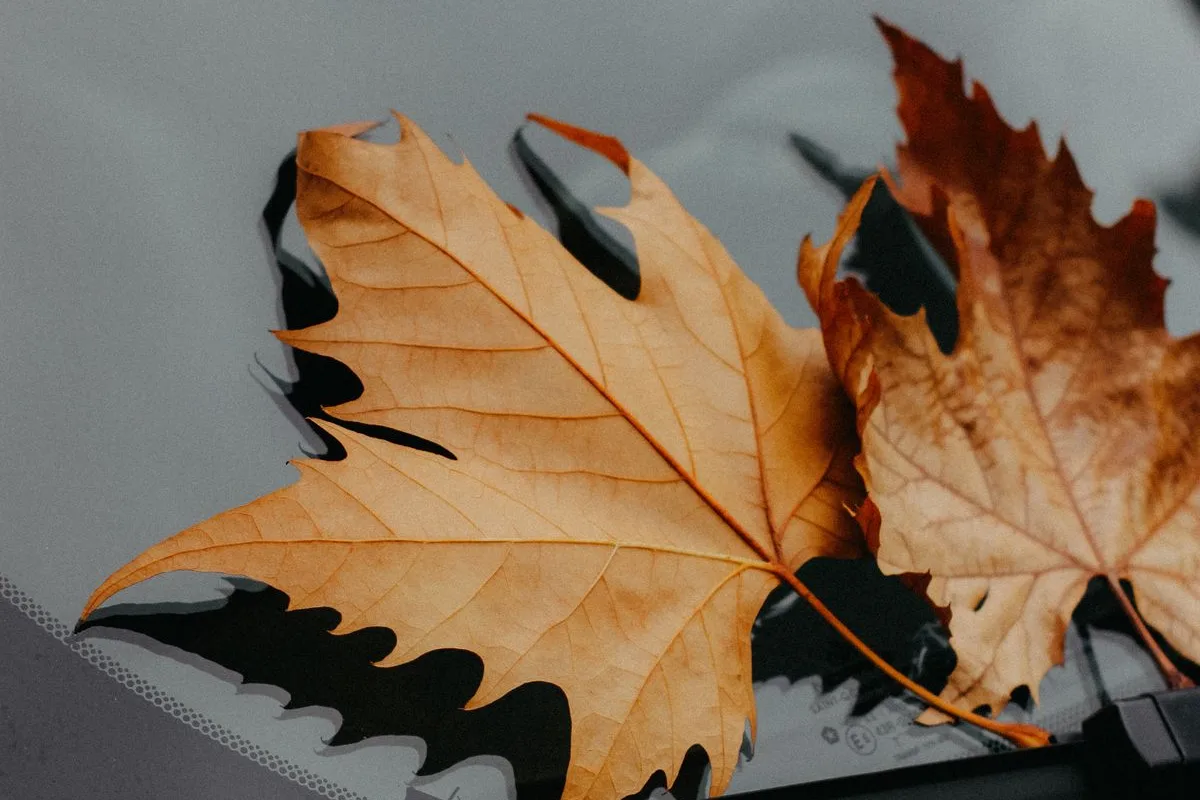 Des feuilles d’automne au pied d’un pare-brise