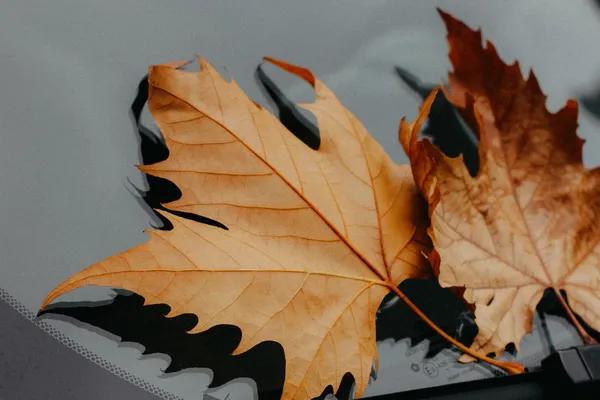 Des feuilles d’automne au pied d’un pare-brise